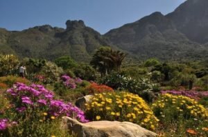 Kirstenbosch National Botanical Garden, South Africa
