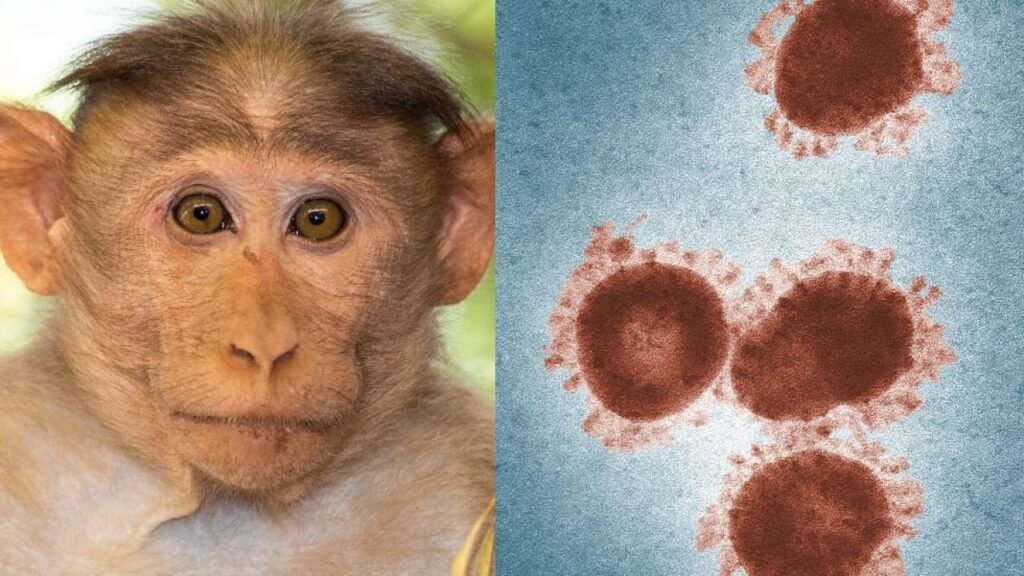 Monkey B Virus: