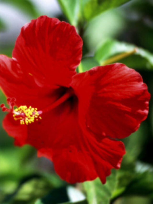 5 Plants that flowers throughout the year